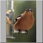 chaffinch 3.jpg